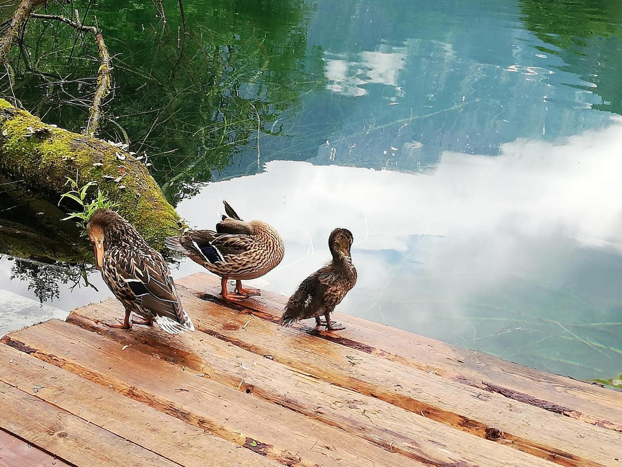 Ferienlounge Bluntausee Golling an der Salzach Exterior foto